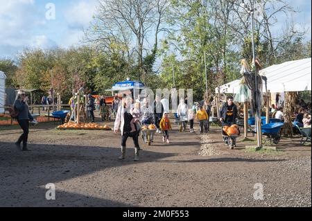 Crawley, Royaume-Uni - 27 octobre 2022: Choisissez vos propres étals de citrouille à la ferme de Tulleys, Royaume-Uni. Les gens sortent de la ferme avec des brouettes, attention sélective Banque D'Images