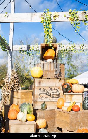 Crawley, Royaume-Uni - 27 octobre 2022: Choisissez votre propre ferme de citrouilles à la ferme de Tulleys, Royaume-Uni. Displayof différents squashes, gourdes et pompkinsontop des caisses en bois, foyer sélectif Banque D'Images