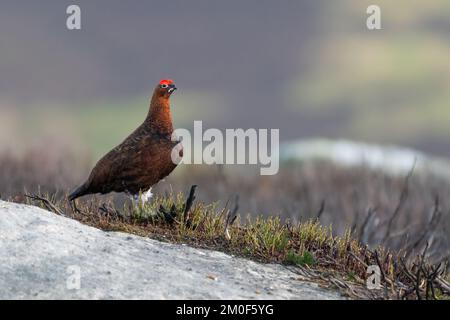 Le tétras rouge mâle (Lagopus lagopus scotica) se trouve dans la bruyère Banque D'Images