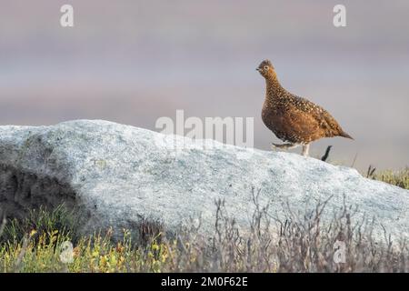 La méelle rouge marche sur un rocher, Yorkshire Dales, Royaume-Uni Banque D'Images