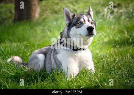 Husky sibérien qui se pose sur l'herbe qui renifle l'air dans un parc Banque D'Images