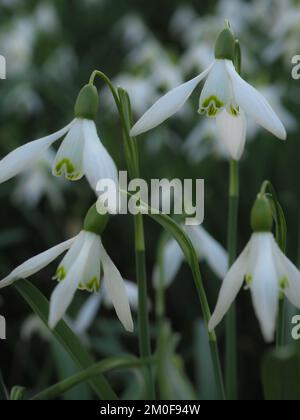 Gros plan de gouttes de neige communes (Galanthus nivalis) sur fond sombre Banque D'Images