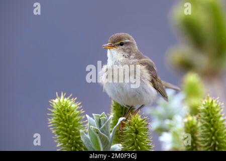 paruline à saule (Phylloscopus trochilus), perche sur un saule et chante, Suède Banque D'Images