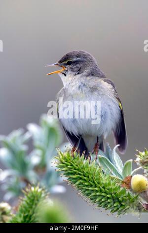 paruline à saule (Phylloscopus trochilus), perche sur un saule et chante, Suède Banque D'Images