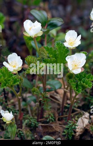 Baie de pomme cuite, baie de nuages (Rubus chamaemorus), floraison, Suède Banque D'Images