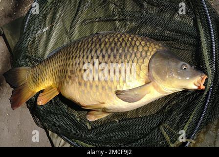 Carpe, carpe commune, carpe européenne (Cyprinus carpio), carpe squameuse de l'Enz, Allemagne, Bade-Wurtemberg Banque D'Images