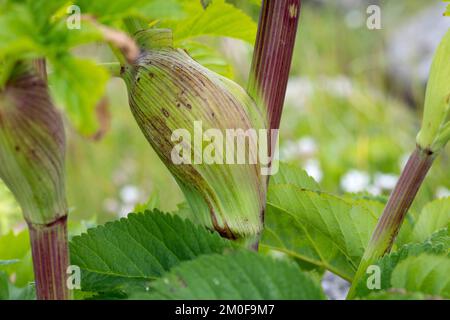 Jardin angelica (Angelica archangelica), tige une gaine, Scandinavie Banque D'Images