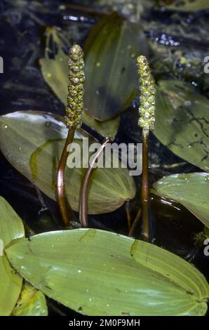Palistade à feuilles larges, palistade à feuilles flottantes (Potamogeton natans), avec inflorescences, Allemagne Banque D'Images