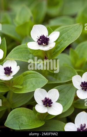 cornel nain, cornouiller (Cornus suecica), floraison, Suède Banque D'Images