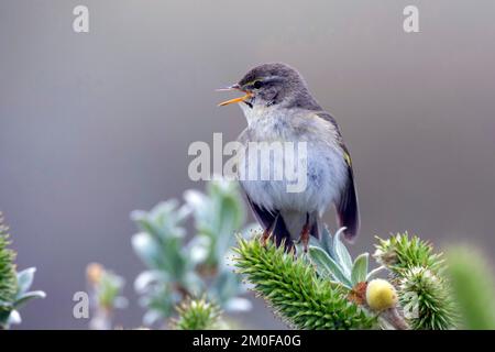 paruline à saule (Phylloscopus trochilus), perche sur un saule et chante, Suède Banque D'Images