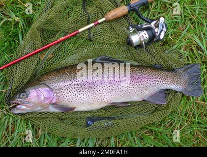 Truite arc-en-ciel (Oncorhynchus mykiss, Salmo gairdneri), truite arc-en-ciel fraîchement pêchée du Danube, pêche à la mouche, Allemagne, Bade-Wurtemberg Banque D'Images