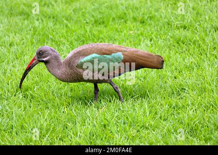 Hadeda Ibis (Bostrychia hagedash, Hagedashia hagedash), fourrageant dans un pré, îles Canaries, Fuerteventura Banque D'Images