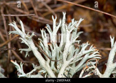 Lichen de renne, mousse de renne (Cladonia rangiferina), gros plan, Allemagne Banque D'Images