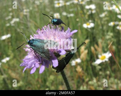 Forester, Forester commun, Forester vert (Procris statices, Adscita statices), sur bouton bleu, Knautia arvensis, Allemagne, Rhénanie-du-Nord-Westphalie, Banque D'Images