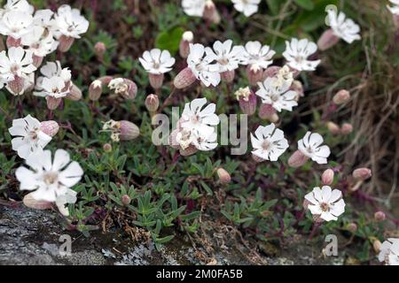 campion de mer (Silene uniflora, Silene maritima, Silene vulgaris ssp. Maritima), floraison, Scandinavie Banque D'Images