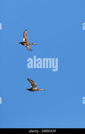 gadwall (Anas strepera, Mareca strerpera), deux murs de gadgets en vol dans le ciel bleu, vue latérale, Allemagne Banque D'Images