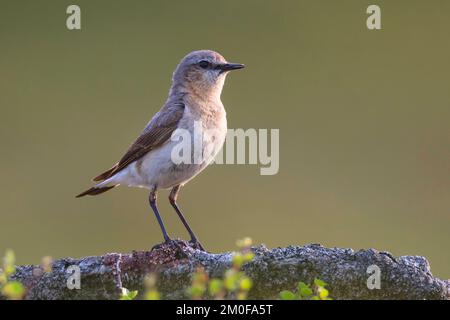 petit-lait du nord (Oenanthe oenanthe), femelle perching sur bois mort lichiné, vue latérale, Suède Banque D'Images