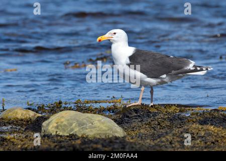 Grand guette à dos noir (Larus marinus), debout sur le côté de l'eau dans le plumage reproductrice, vue latérale, Suède Banque D'Images