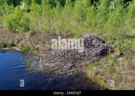 Castor eurasien, castor européen (fibre de Castor), castor Lodge à un étang, Suède Banque D'Images
