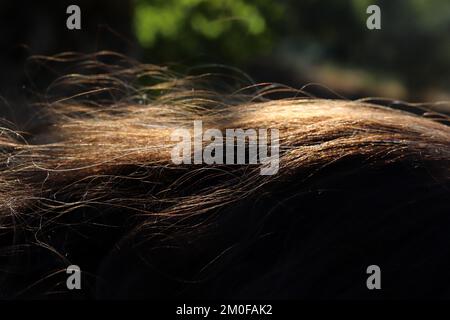 cheveux torches brillant dans la lumière du soleil Banque D'Images