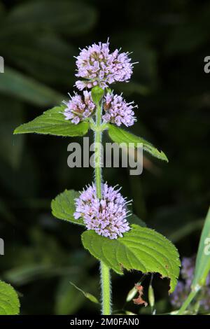 Menthe d'eau sauvage, menthe d'eau, menthe équine (Mentha aquatica), floraison, Allemagne, Rhénanie-du-Nord-Westphalie Banque D'Images