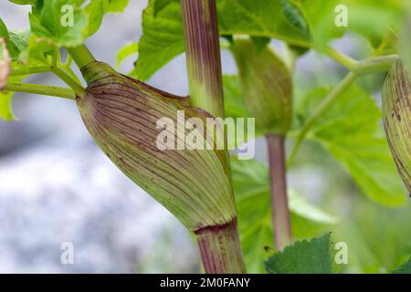 Jardin angelica (Angelica archangelica), tige une gaine, Scandinavie Banque D'Images