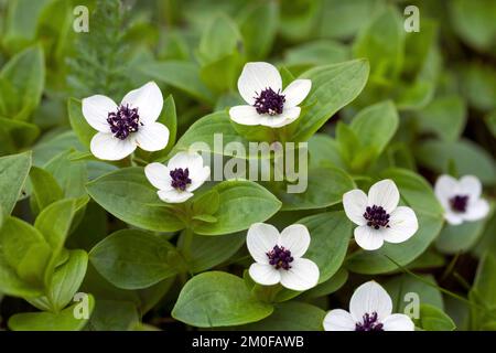 cornel nain, cornouiller (Cornus suecica), floraison, Suède Banque D'Images