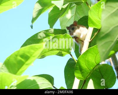 Rat sur arbre, hiding de souris, rongeur dans la brousse, souris de gros plan avec congé vert et ciel bleu en arrière-plan Banque D'Images