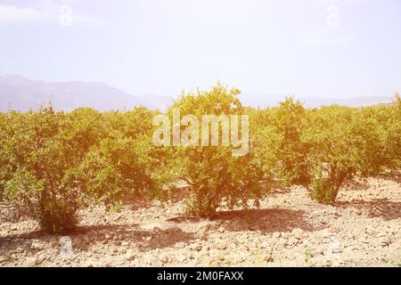 Grenades mûres saines et délicieuses. Bel été avec arbres fruitiers. Rangée d'arbres de grenade avec des fruits mûrs sur des branches vertes Banque D'Images