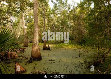 Promenade le matin sur la piste Bayou Coquille Banque D'Images