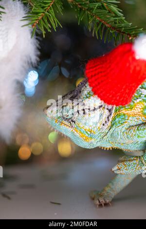 Chapeau de Noël rouge à motif chameleon coloré et amusant. Concept de fête du nouvel an. Adorable animal portant un accessoire de Noël du nouvel an. Célébration. CHRI Banque D'Images