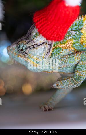 Chapeau de Noël rouge à motif chameleon coloré et amusant. Concept de fête du nouvel an. Adorable animal portant un accessoire de Noël du nouvel an. Célébration. CHRI Banque D'Images