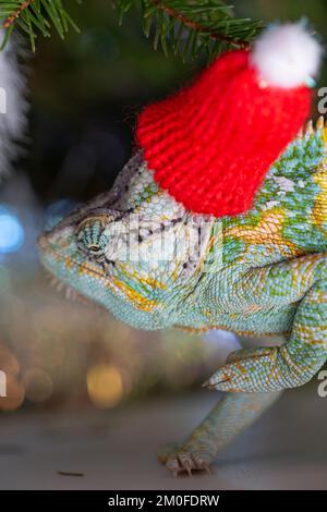 Chapeau de Noël rouge à motif chameleon coloré et amusant. Concept de fête du nouvel an. Adorable animal portant un accessoire de Noël du nouvel an. Célébration. CHRI Banque D'Images