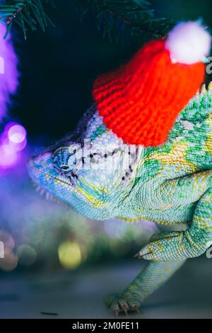 Chapeau de Noël rouge à motif chameleon coloré et amusant. Concept de fête du nouvel an. Adorable animal portant un accessoire de Noël du nouvel an. Célébration. CHRI Banque D'Images