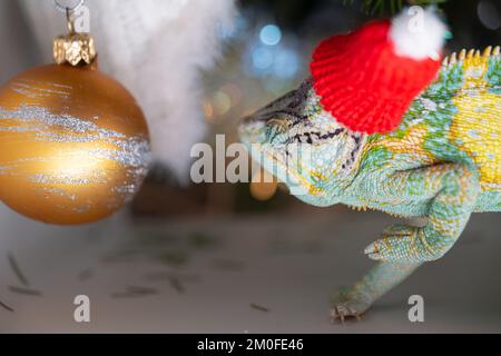 Chapeau de Noël rouge à motif chameleon coloré et amusant. Concept de fête du nouvel an. Adorable animal portant un accessoire de Noël du nouvel an. Célébration. CHRI Banque D'Images