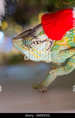 Chapeau de Noël rouge à motif chameleon coloré et amusant. Concept de fête du nouvel an. Adorable animal portant un accessoire de Noël du nouvel an. Célébration. CHRI Banque D'Images