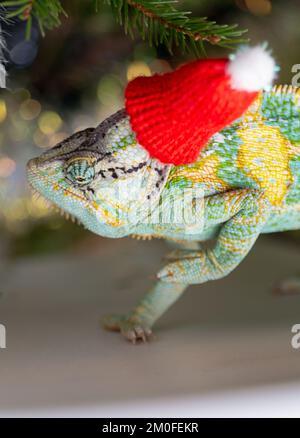 Chapeau de Noël rouge à motif chameleon coloré et amusant. Concept de fête du nouvel an. Adorable animal portant un accessoire de Noël du nouvel an. Célébration. CHRI Banque D'Images