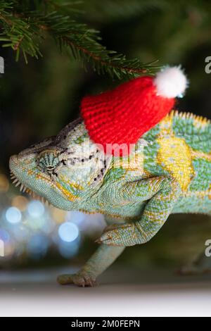 Chapeau de Noël rouge à motif chameleon coloré et amusant. Concept de fête du nouvel an. Adorable animal portant un accessoire de Noël du nouvel an. Célébration. CHRI Banque D'Images