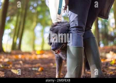 Propriétaire de chien en bottes vertes chien d'animal de compagnie, une croix de collie frontière, langue pendante, sur la promenade dans les bois/forêt du Royaume-Uni en automne soleil. Banque D'Images