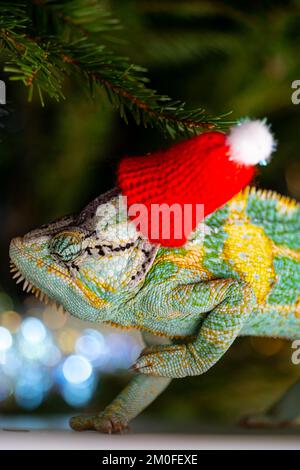 Chapeau de Noël rouge à motif chameleon coloré et amusant. Concept de fête du nouvel an. Adorable animal portant un accessoire de Noël du nouvel an. Célébration. CHRI Banque D'Images