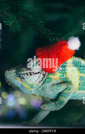 Chapeau de Noël rouge à motif chameleon coloré et amusant. Concept de fête du nouvel an. Adorable animal portant un accessoire de Noël du nouvel an. Célébration. CHRI Banque D'Images