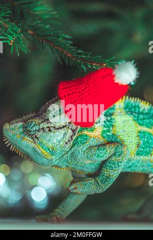 Chapeau de Noël rouge à motif chameleon coloré et amusant. Concept de fête du nouvel an. Adorable animal portant un accessoire de Noël du nouvel an. Célébration. CHRI Banque D'Images