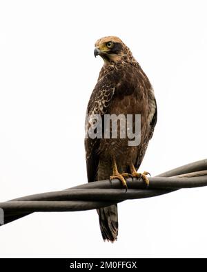 Aigle serpent à crête (Spilornis cheela) juvénile, perché sur des câbles électriques et isolé sur un fond blanc à Goa, en Inde. Banque D'Images