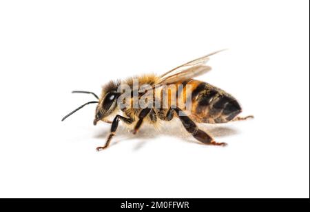 Vue latérale d'une abeille robeuse, apis mellifera, isolée sur blanc Banque D'Images