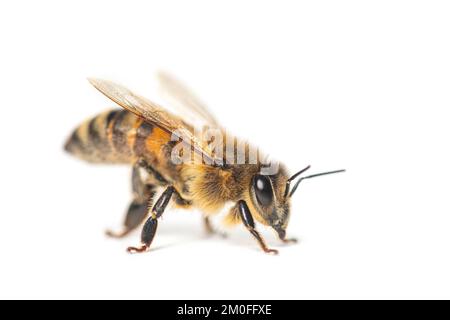 Vue latérale d'une abeille robeuse, apis mellifera, isolée sur blanc Banque D'Images