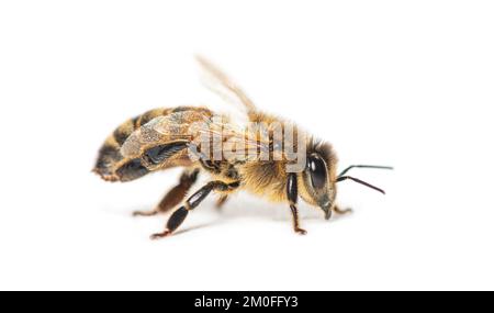 Vue latérale d'une abeille robeuse, apis mellifera, isolée sur blanc Banque D'Images