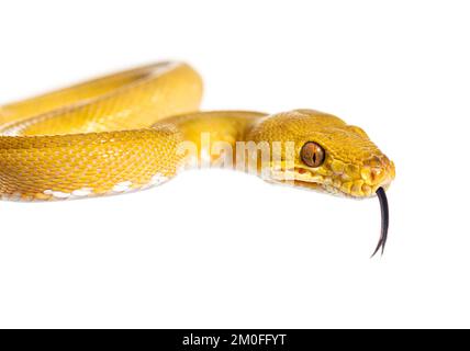 Le boa d'arbre commun avec sa langue dehors, Corallus hortulana, isolé sur blanc Banque D'Images