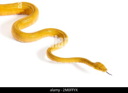 Le boa d'arbre commun avec sa langue dehors, Corallus hortulana, isolé sur blanc Banque D'Images