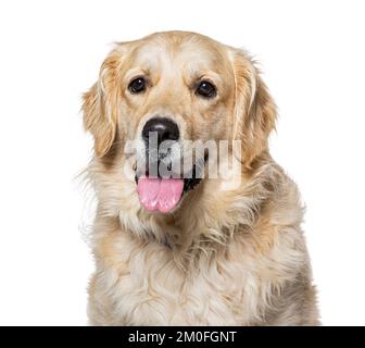 Old Golden Retriever isolé sur blanc Banque D'Images