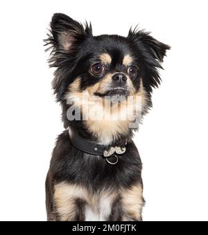 Portrait d'un chihuahua portant un collier de chien noir , isolé sur blanc Banque D'Images